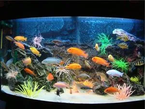 Советы опытных аквариумистов чем и как правильно кормить аквариумных сомиков