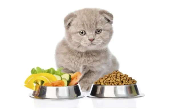 каким кормом кормить шотландского вислоухого котенка