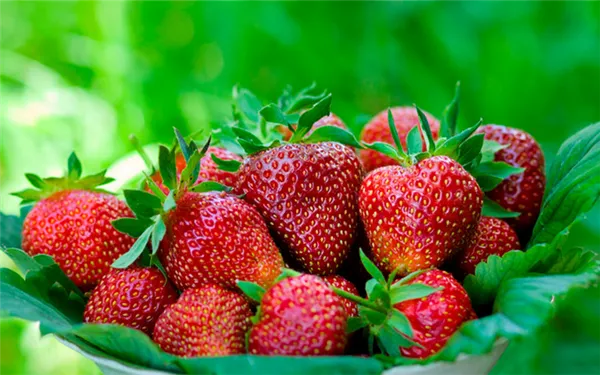 Клубника – это не ягода и не фрукт, но орех: ботаника объясняет 6