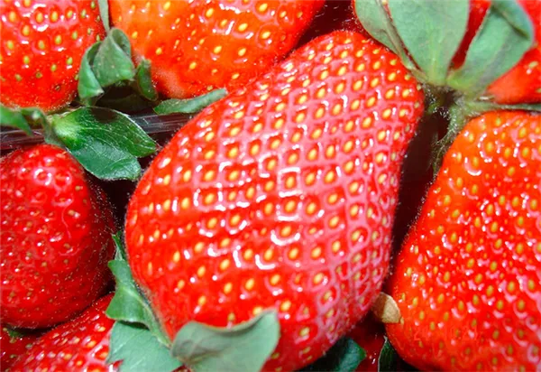 Клубника – это не ягода и не фрукт, но орех: ботаника объясняет 9