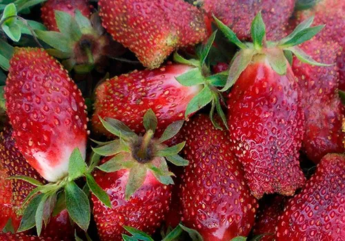 Клубника – это не ягода и не фрукт, но орех: ботаника объясняет 7