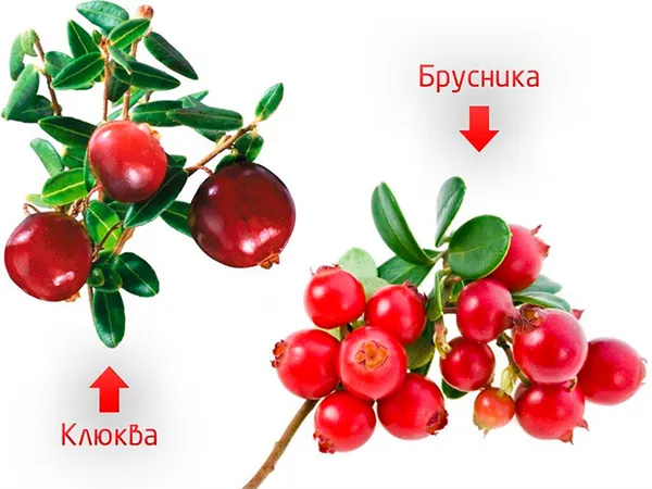 Клубника – это не ягода и не фрукт, но орех: ботаника объясняет 8