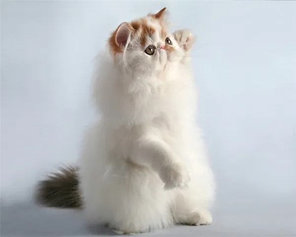 персидская кошка на задних лапках