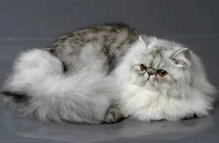 Персидский кот коротконосый