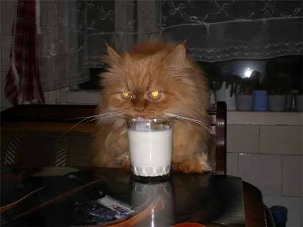 персидской кот пьет молоко
