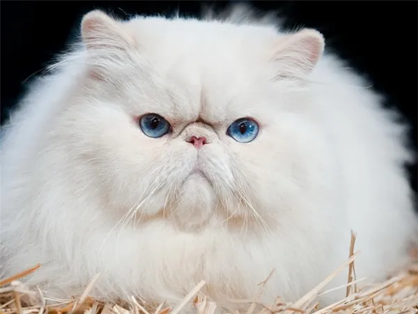 сердитый взгляд персидского кота