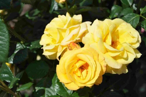 Желтая штамбовая роза флорибунда Arthur Bell (Артур Белл) 2