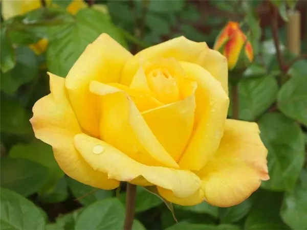 Цветение розы Артур Белл