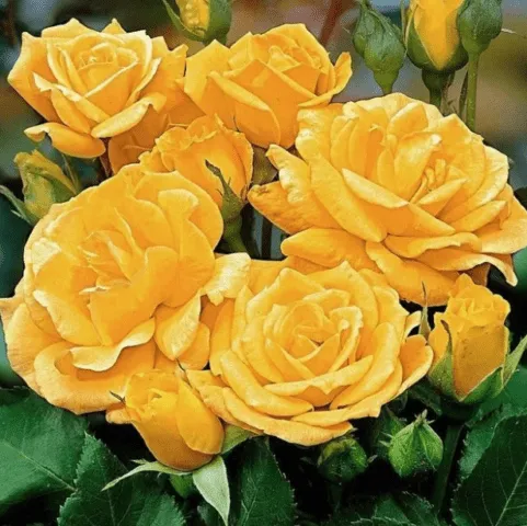Желтая штамбовая роза флорибунда Arthur Bell (Артур Белл) 3