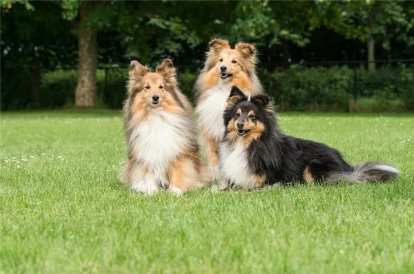 Три красивые собаки породы шелти