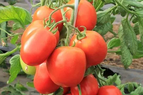 выращивание томата детская сладость