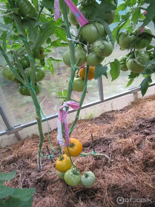 Первые спелые томаты