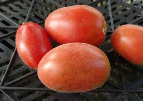 помидоры мохнатый шмель фото