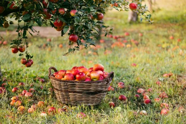 Подкормка яблони весной и летом: удобрения, схемы, правила, способы 3