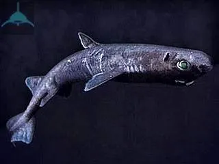 Карликовая акула