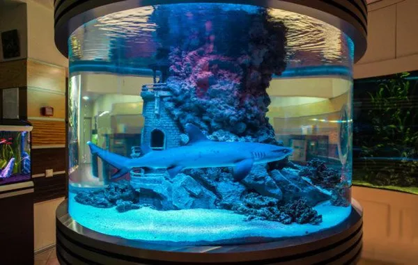 Акула в аквариуме
