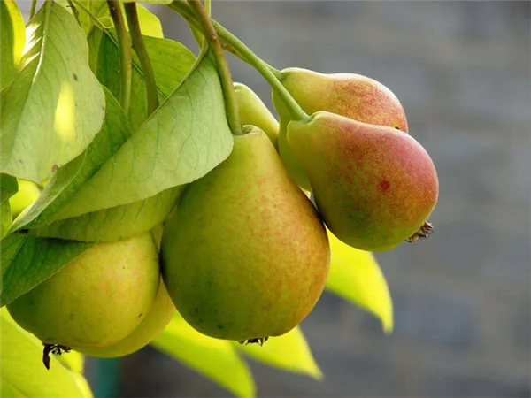 Сорт груши Аллегро и описание особенностей плодов