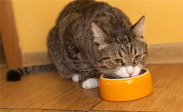 Grey cat eating dry food from orange bowl