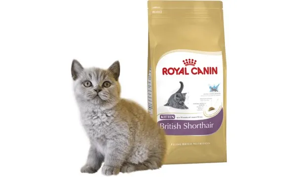 Каким кормом лучше кормить британского котенка: советы и рекомендации 3