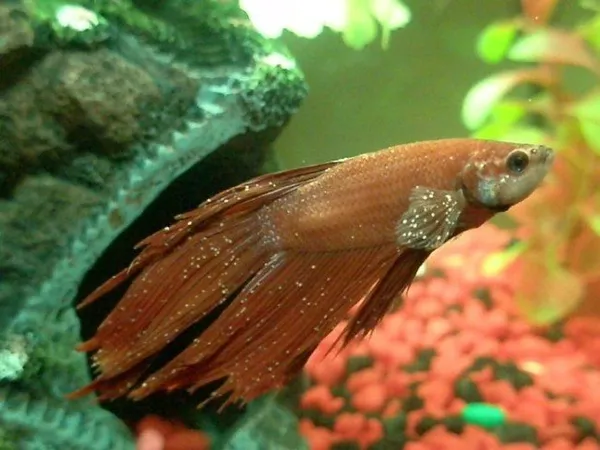Особенности ухода и содержания рыбки петушка в мини-аквариуме 7