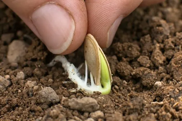 Как прорастить семена тыквы 3