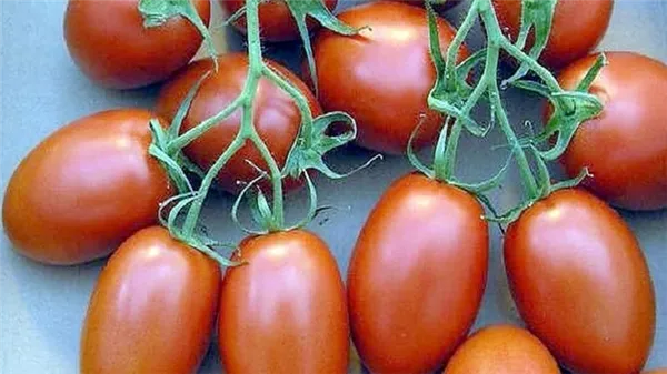 Получаем максимальный урожай при минимальных затратах сил - томат 