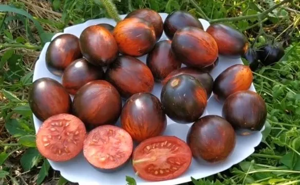 томаты гаргамель фото отзывы