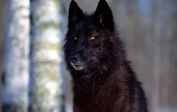 Щенки хаски: обаятельные малыши с внешностью волчат 16