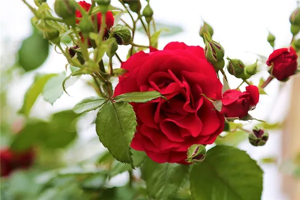 Садовые розы: виды и сорта, посадка и уход 6
