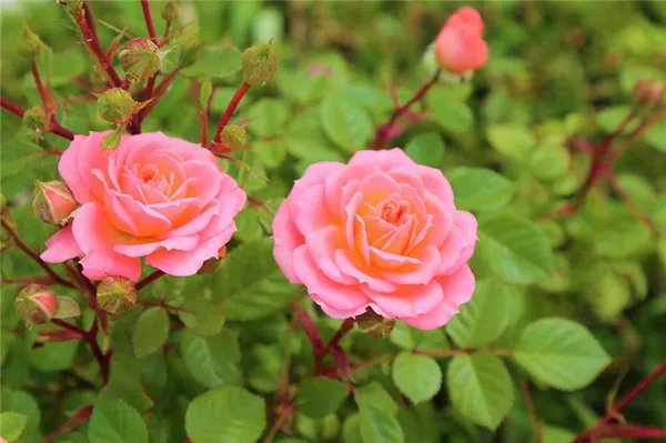 Садовые розы: виды и сорта, посадка и уход 7