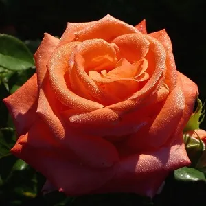 Садовые розы: виды и сорта, посадка и уход 2