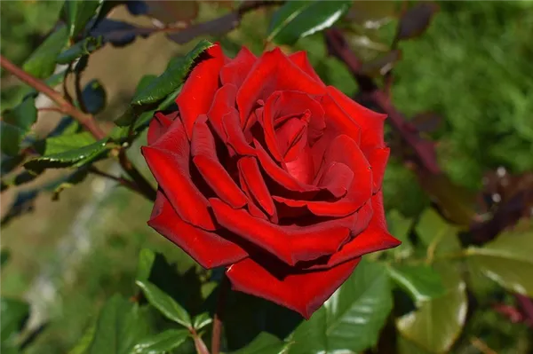 Садовые розы: виды и сорта, посадка и уход 3