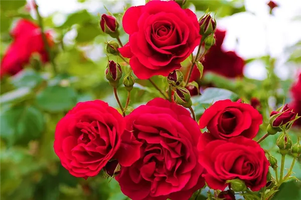 Садовые розы: виды и сорта, посадка и уход 5