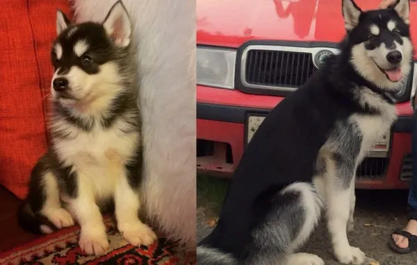 Фото щенка хаски в 1 и 7 месяцев