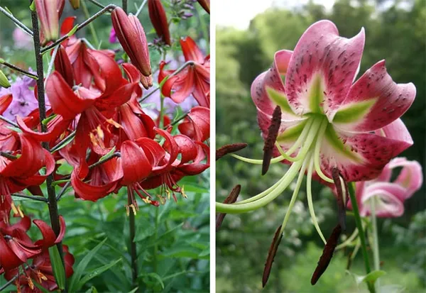 Цветы лилии садовые – посадка и уход, размножение 3