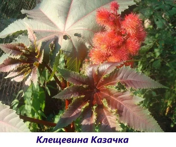 клещевина казачка