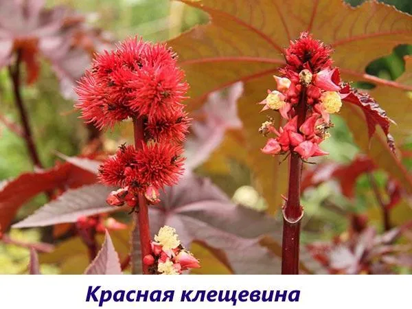 красная клещевина