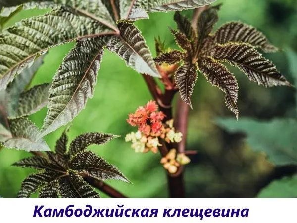 камбоджийская клещевина