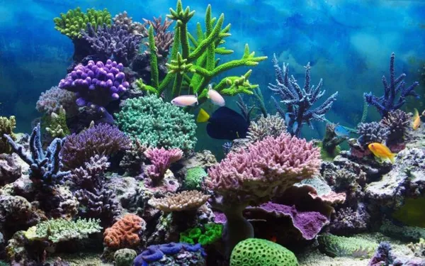 мадрепоровые кораллы