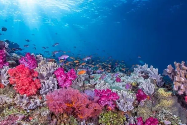 На дне океана можно встретить полипы различных цветов