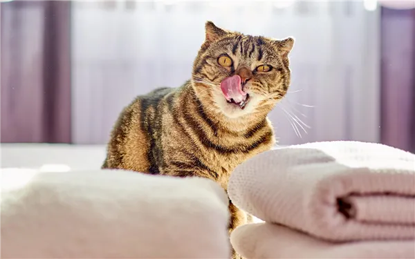 8 способов избавиться от кошачьего запаха, о которых мало кто знает 4