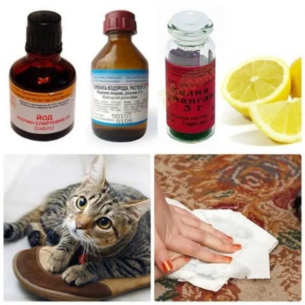 Кот пометил: как убрать запах, лучшие народные и химические средства, как отмыть одежду и обувь
