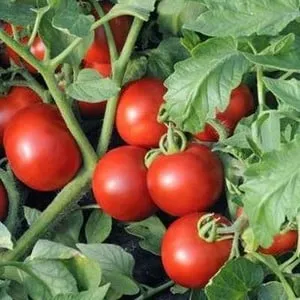 Любимец овощеводов, сорт, подаренный российскими селекционерами - томат 