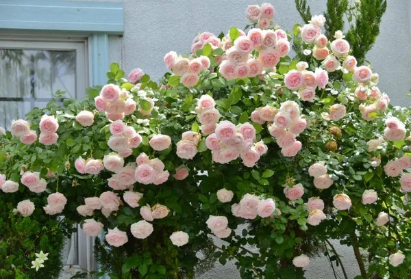 Куст роз сорта Пьер де Ронсар