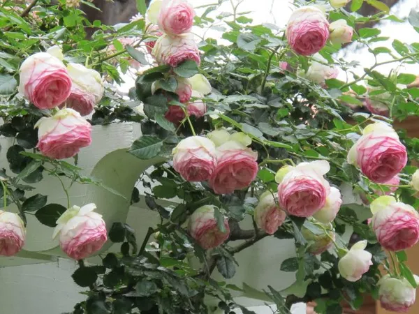 Цветущая роза сорта Пьер де Ронсар