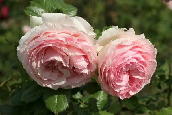 Цветы розы сорта Пьер де Ронсар