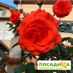 Роза плетистая Майнтауэр в Москве