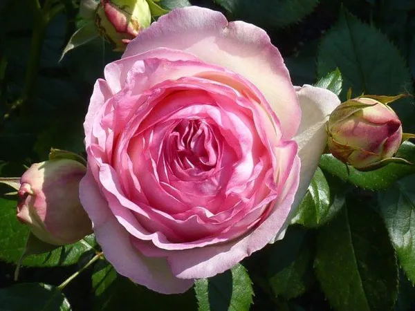 Роза плетистая Пьер де Ронсар 2