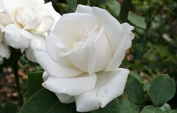 Сорта роз: список с описанием, названия самых ароматных роз, описание лучших новых сортов, какие бывают белые виды (фото-каталог) 4