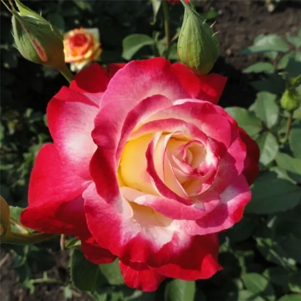 Сорта роз: список с описанием, названия самых ароматных роз, описание лучших новых сортов, какие бывают белые виды (фото-каталог) 9